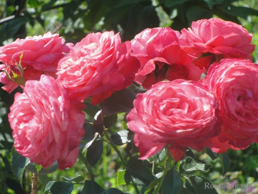 ROSANNA (KORHOKHEL) plika šaknis
