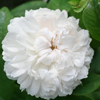 WHITE JACQUES CARTIER  domasko plika šaknis