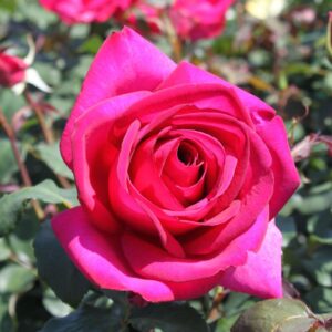 PAROLE (KORBILANT)  stipraus kvapo