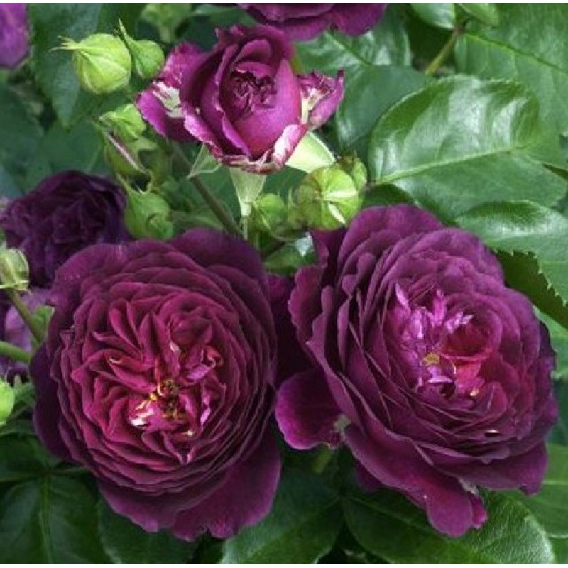 PURPLE EDEN plika šaknis