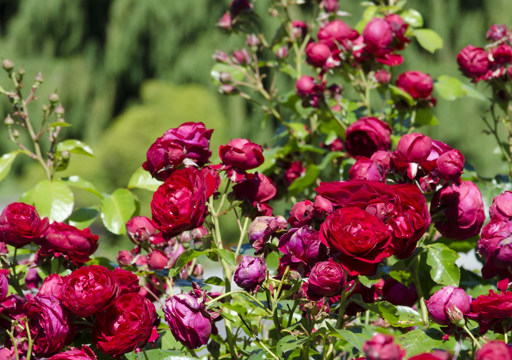 THE FAIRY TALE ROSE kvapni vazone