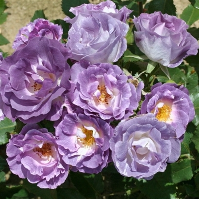 BLUE FOR YOU