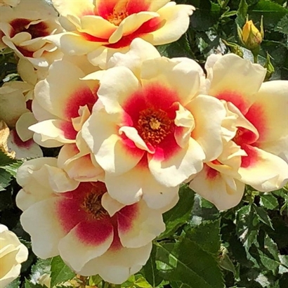 GLORIUS BAYLON EYES vazone