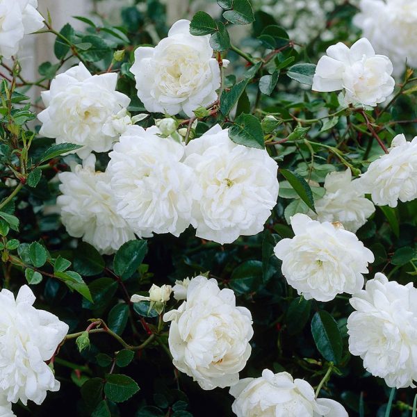 Rožė „White Fairy“ vazone