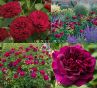 DARCEY BUSSELL VAZONE