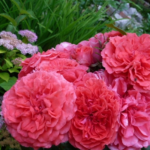 ROSARIUM UETERSEN vijoklinis  plika šaknis