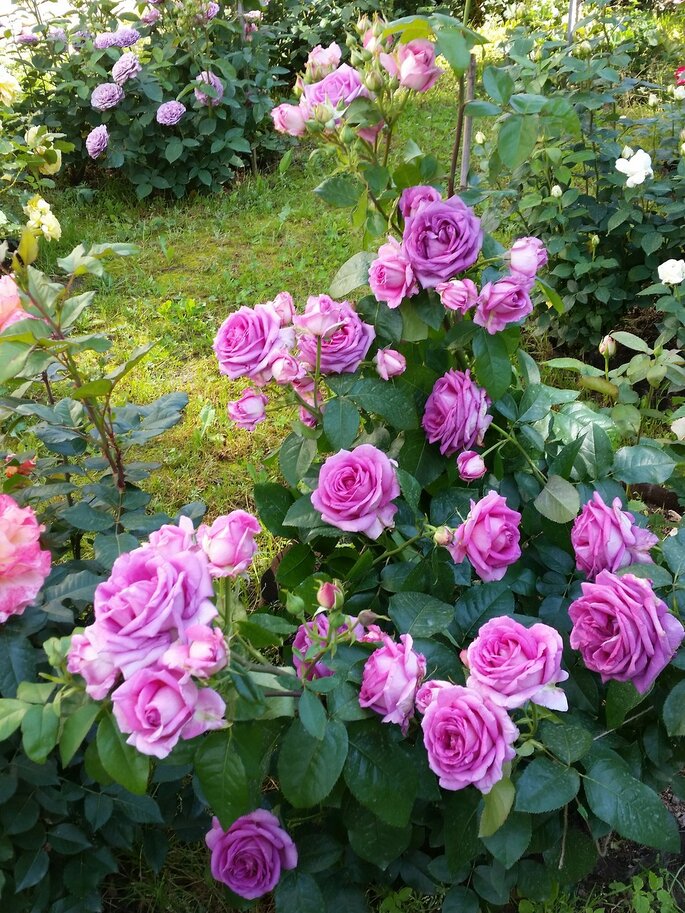 VILLAGE DE SAINT YRIEIX vazone