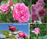 Rosa Pompadour nupiginta