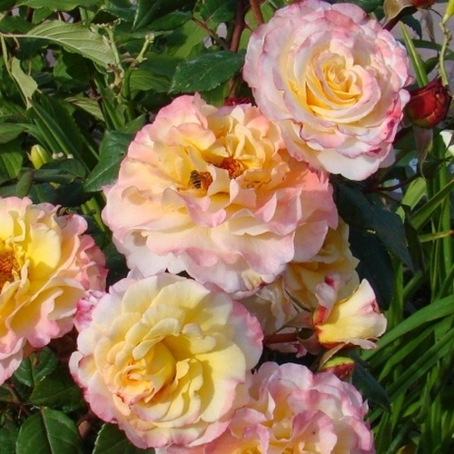 AQUARELL plika saknis