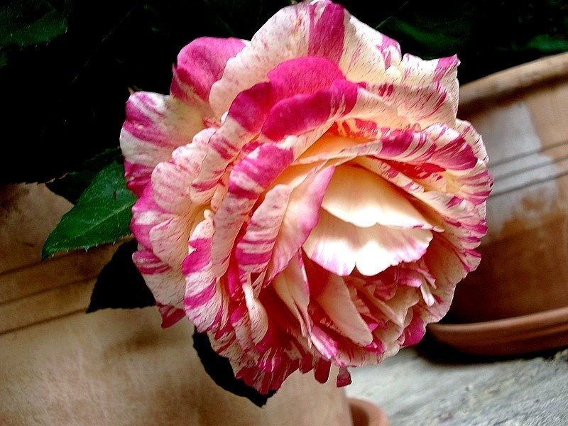 MARC CHAGALL  Naujiena vazone