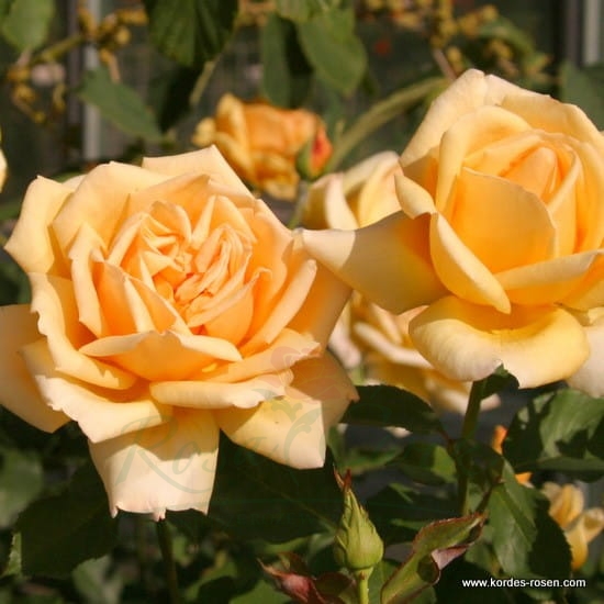 VALENCIA plika šaknis