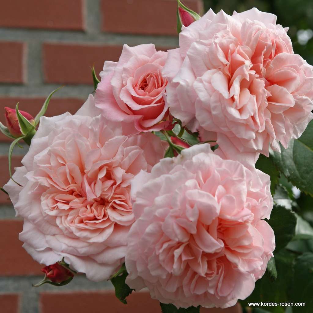 ROSE DE TOLBIAC (KORCASEIPP) plika šaknis