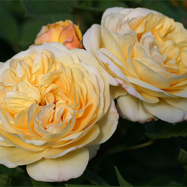 Yellow Charles Austin plika šaknis