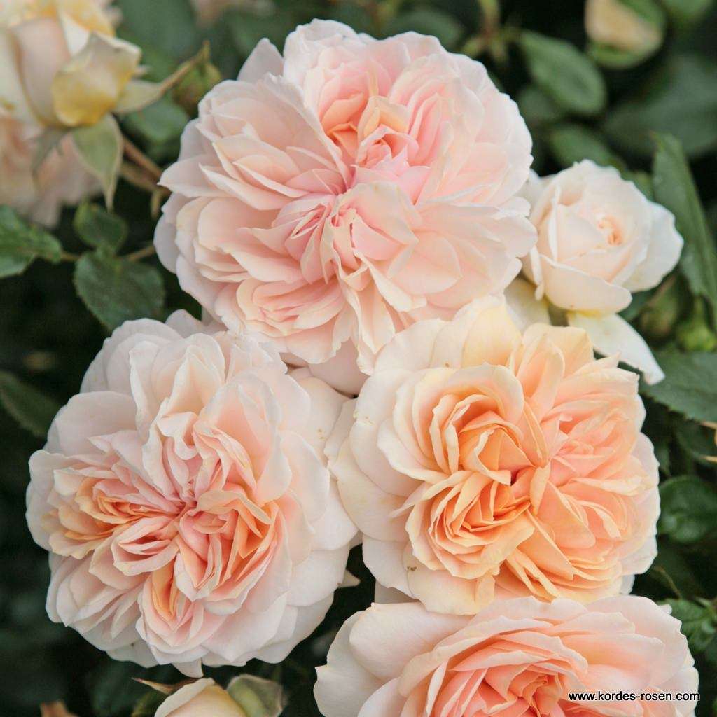CREAM FLOWER CIRCUS VAZONE