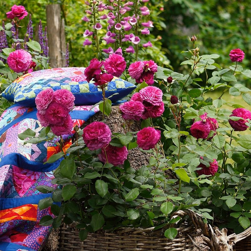KAFFE FASSETT ROSE lb. kvapni plika šaknis