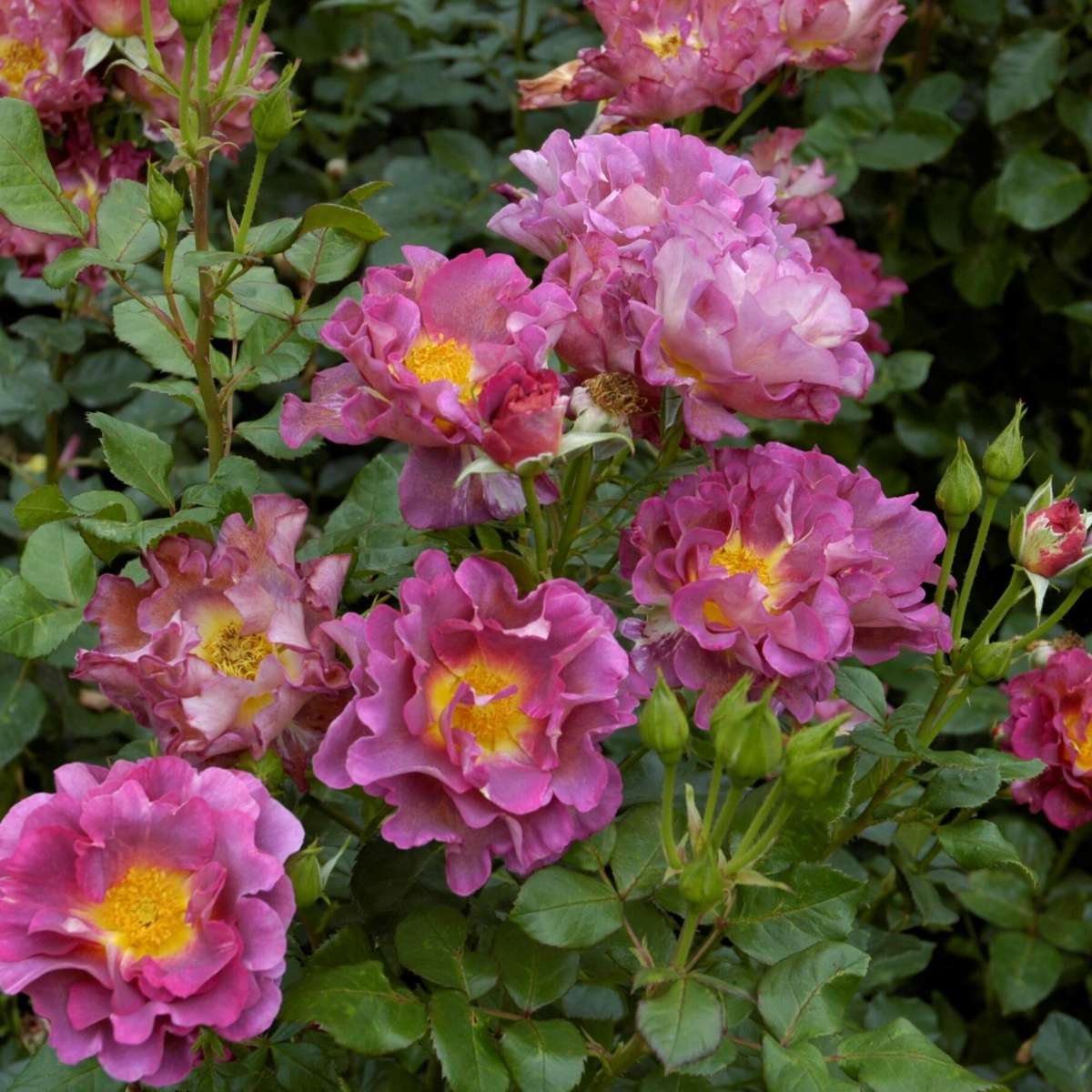 Blauwe Stad Rose plika šaknis