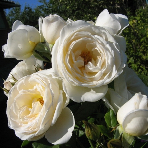 UETERSENER KLOSTERROSE vazone