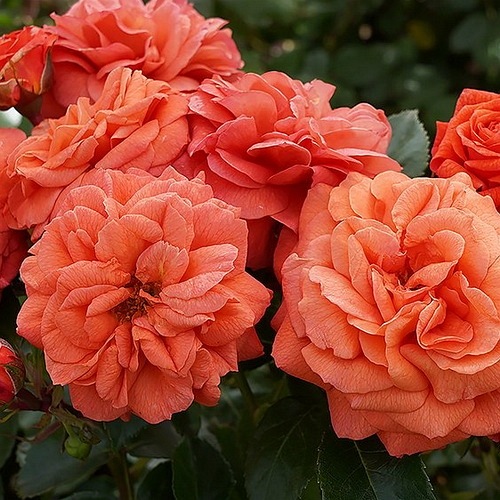 ORANGERIE plika šaknis