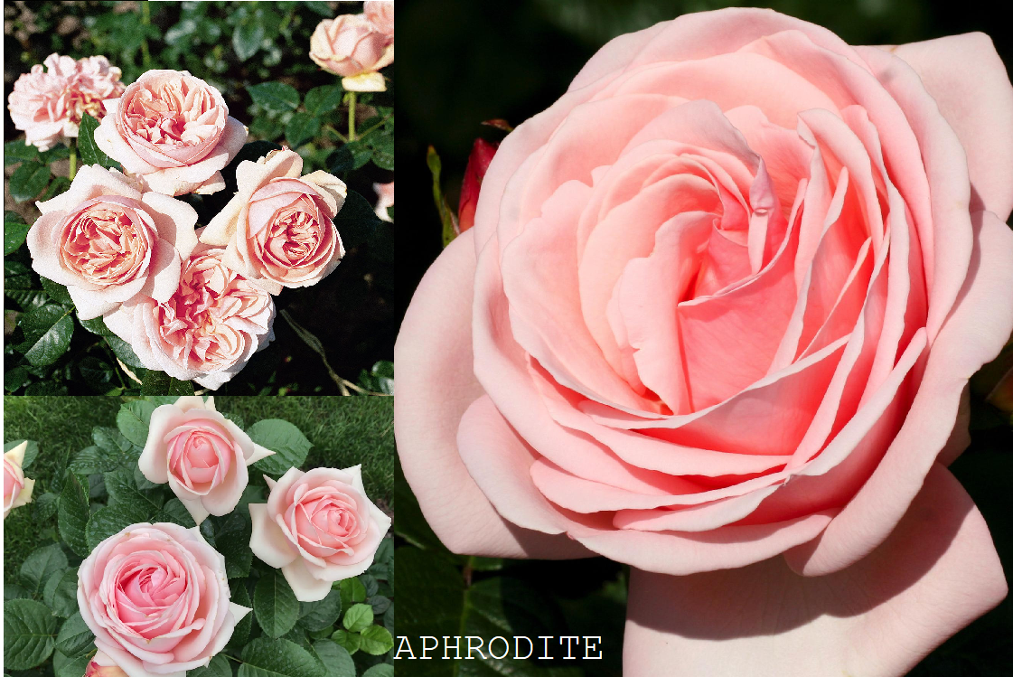 APHRODITE  plika šaknis