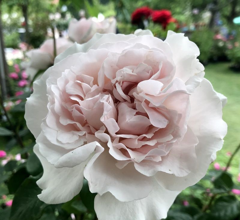 CONSTANZA MOZART plika šaknis