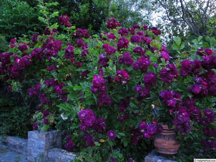 Bleu Magenta plika šaknis