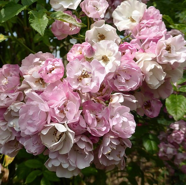 Blush Rambler plika šaknis