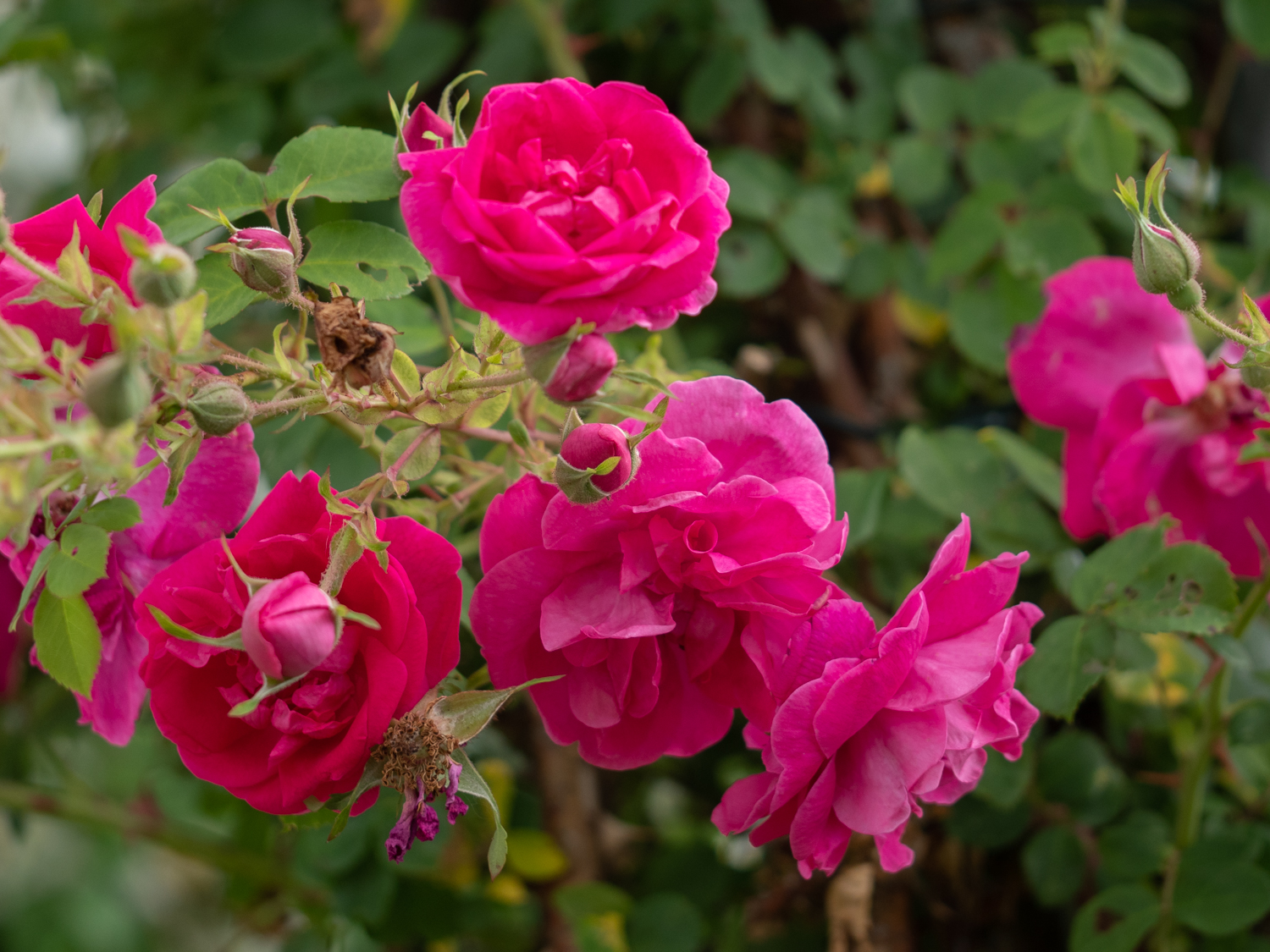 Cerise Bouquet rambleris plika šaknis