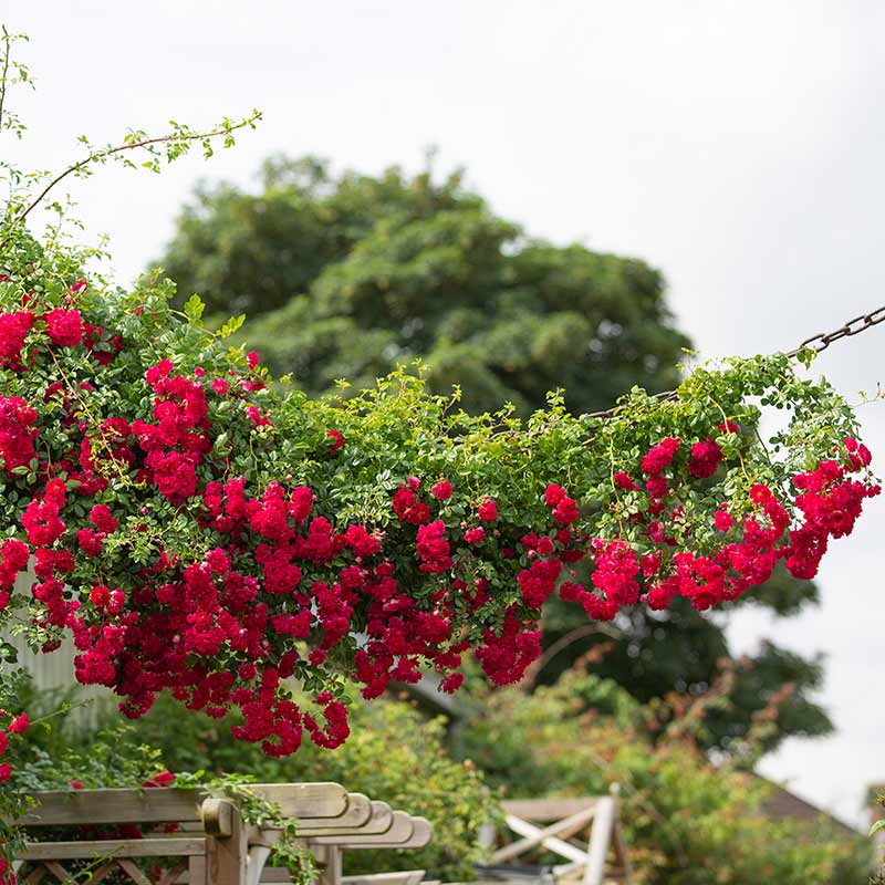 Crimson Shower rambleris