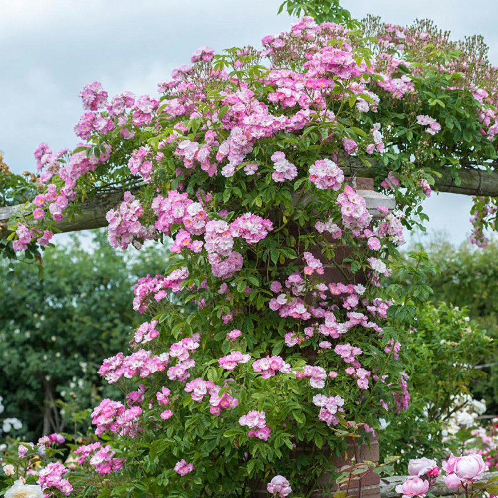 Kew Rambler plika saknis