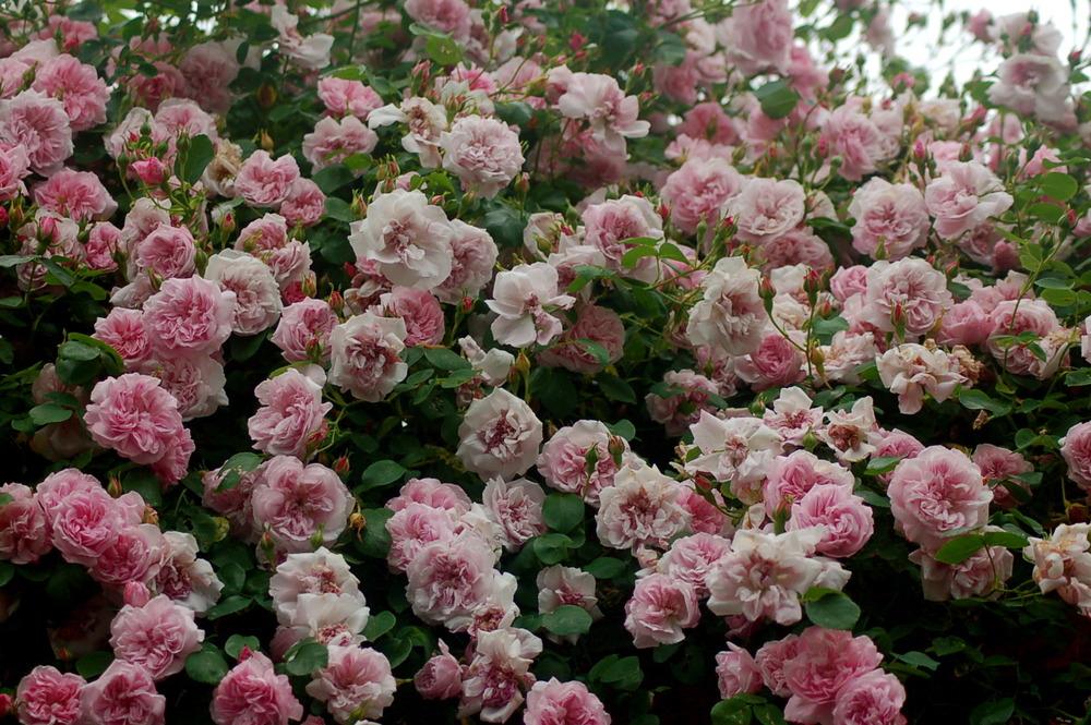 May Queen rambleris