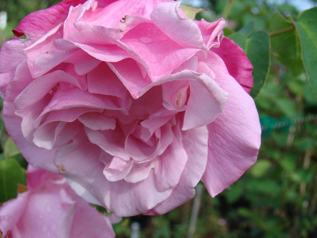 Mme Gregoire Staechelin rambleris