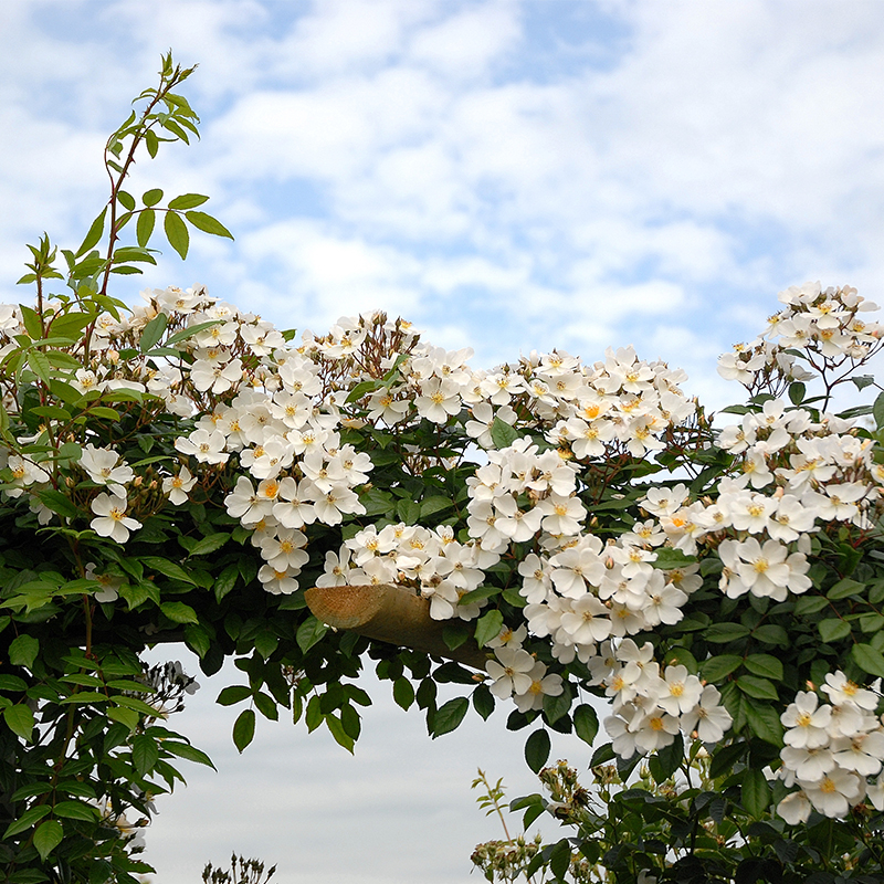 Pleine de Grace rambleris