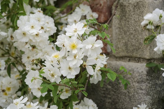 Rambling Rector rambler