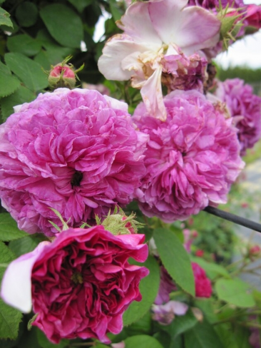 Russeliana rambler