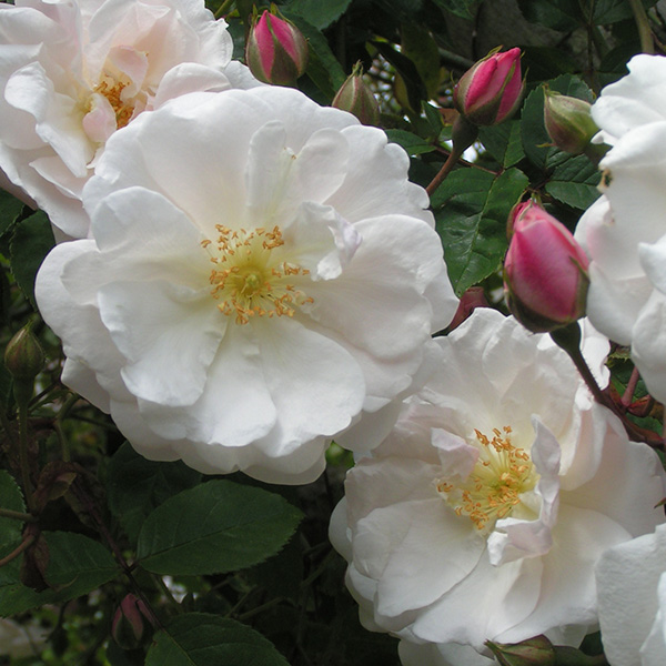 Sander's White rambleris