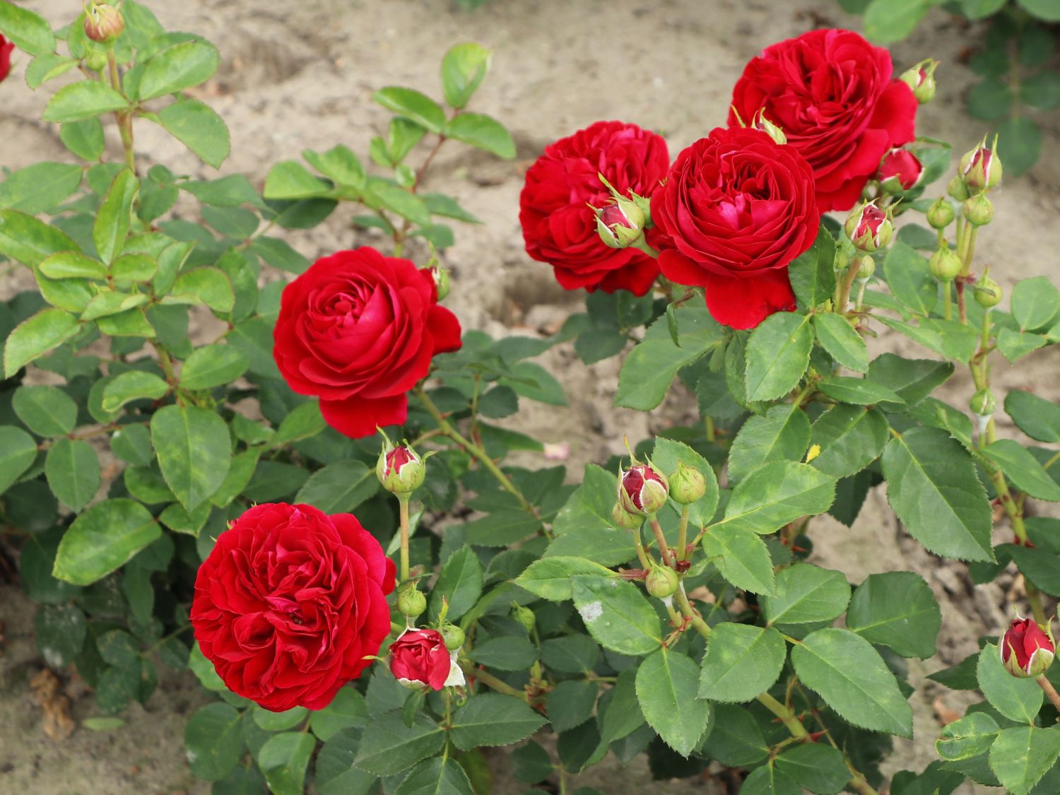 CRIMSON FLOWER CIRCUS plika šaknis