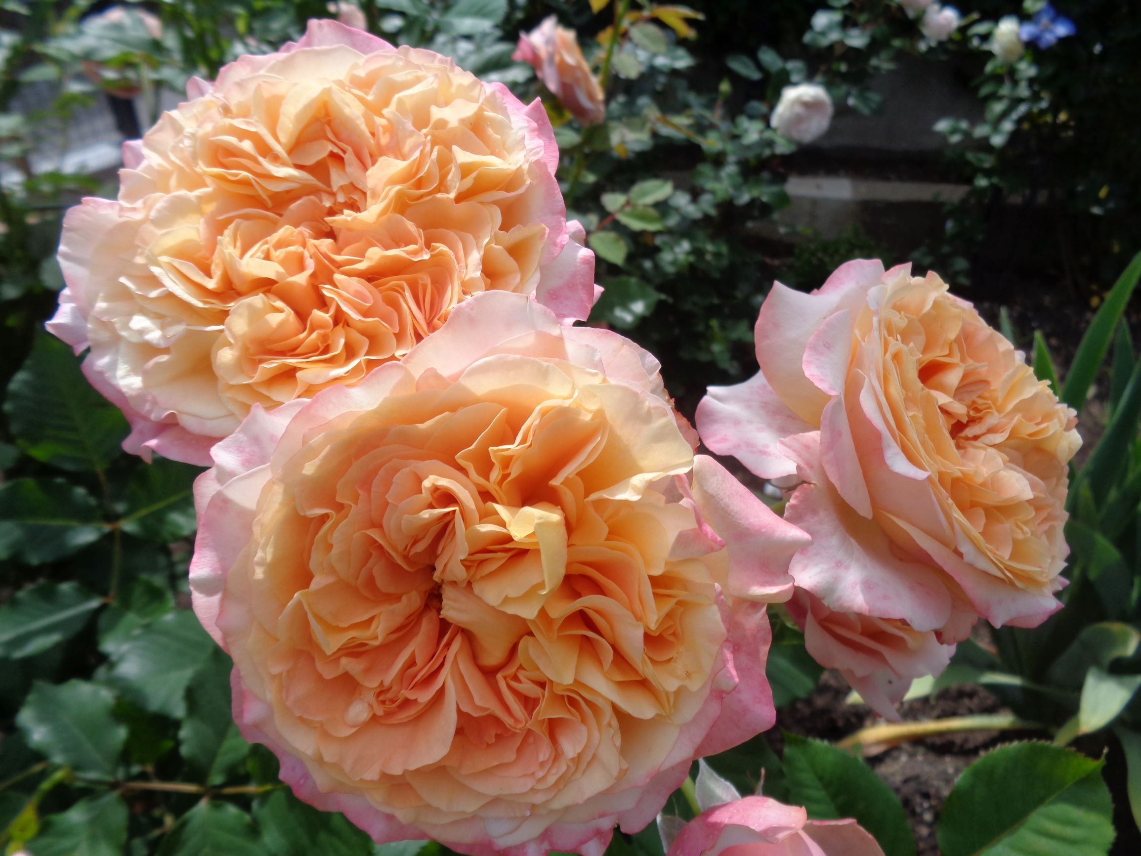 LA VILLA COTTA  plika šaknis