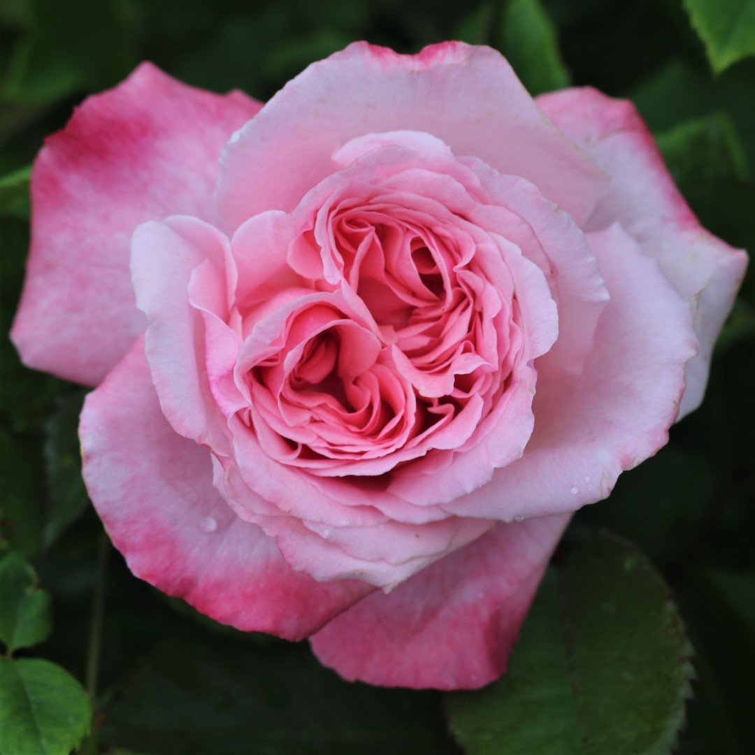 MARLIS RENAISSANCE nupiginta
