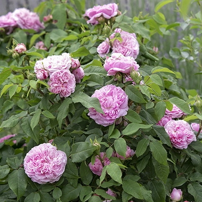JACQUES'AS CARTIER damasko
