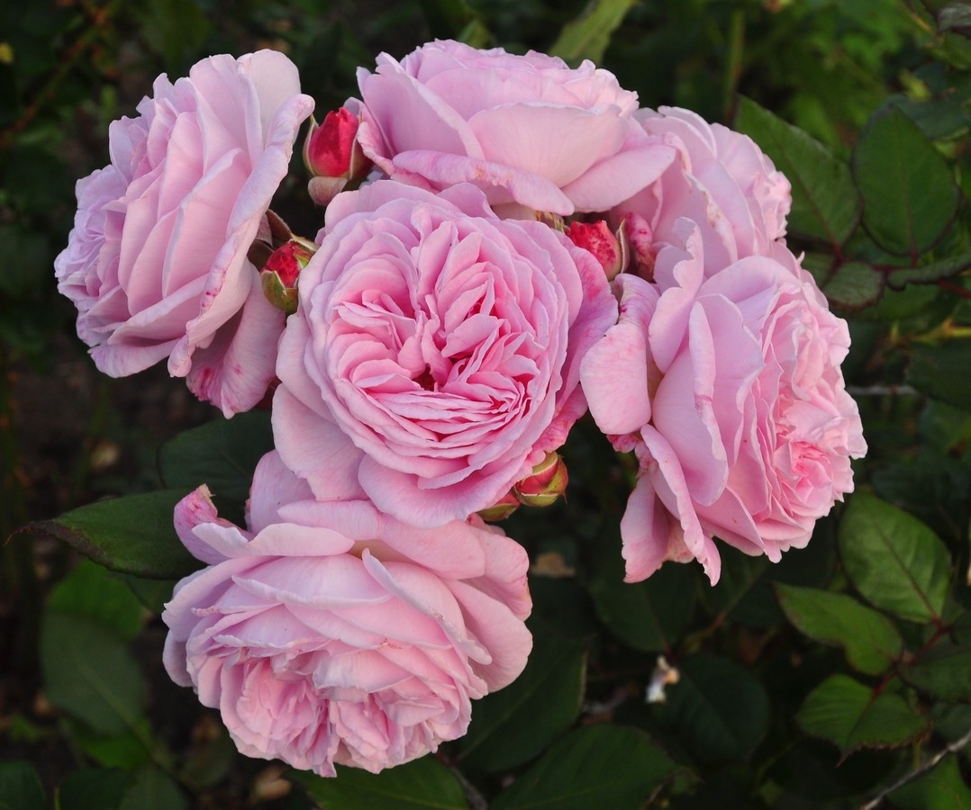 Rosengrafin Marie Henriette plika šaknis Parfuma kolekcija