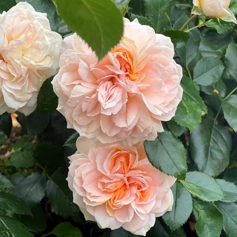 Garden Of Roses