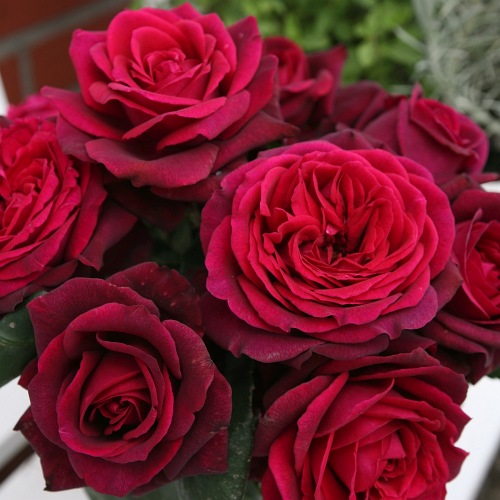 GRAFIN DIANA plika šaknis