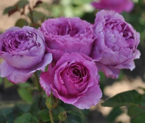 Rose Adore Aroma Gaivinantis kvapas plika šaknis