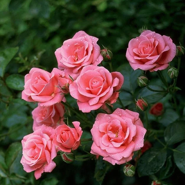 Bella rosa vazone