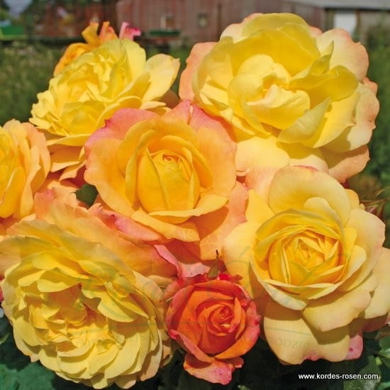 ROSE DER HOFFNUNG plika šaknis