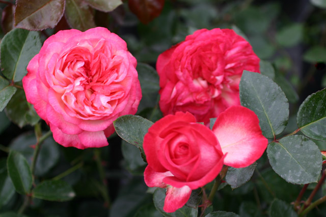 ANTIKE plika šaknis