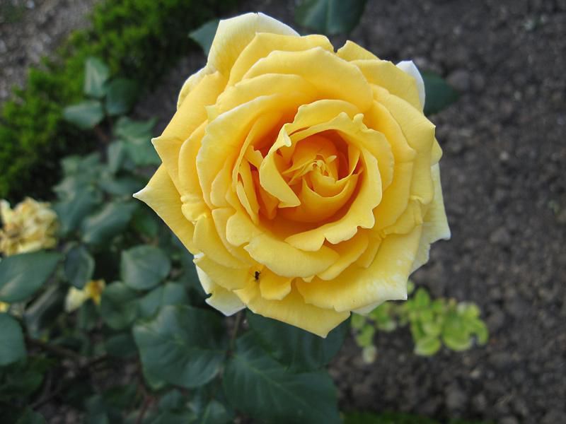 Madame Pierre S. Dupont vijoklinis