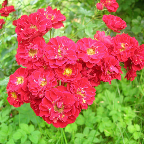 Rožė - Rosa Red fairy vazone