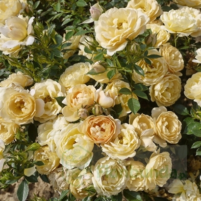AMBER COVER