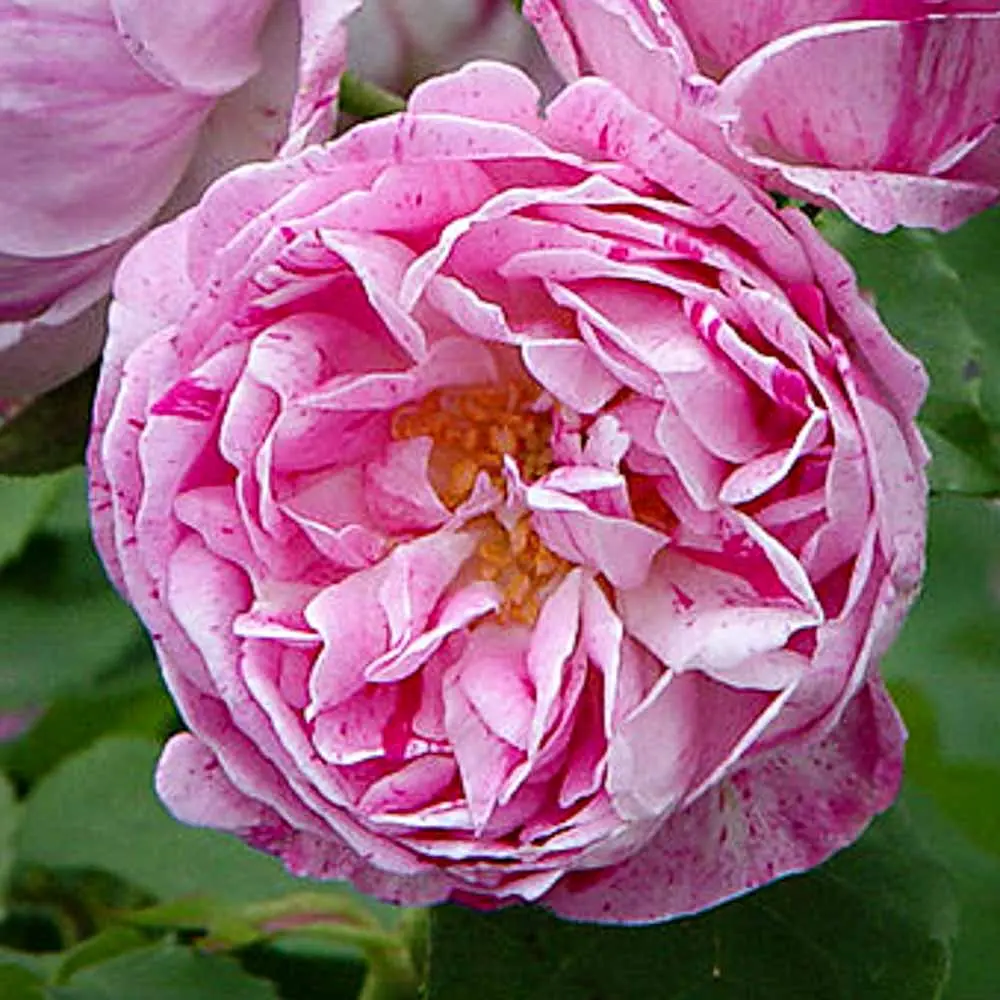 Honorina de Brabant plika šaknis